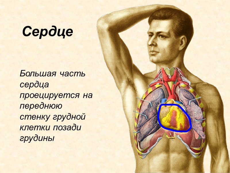 20 Большая часть сердца проецируется на переднюю стенку грудной клетки позади грудины Сердце